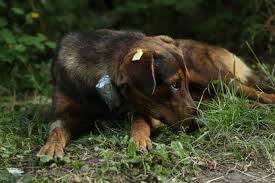 Chernobyl has become a byword for catastrophe. What We Know About The Chernobyl Animal Mutations