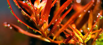 Image result for Ludwigia