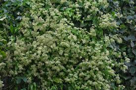 Image result for Mikania cordata