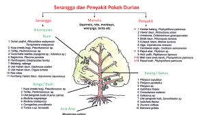 The arils are average size with thick flesh. Durian Pests Gaharu æ²‰é¦™ Agarwood