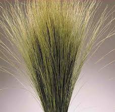 Dried Dune Grass Natural Grass Decor Natural Grass Sea Grass