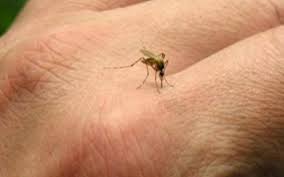 Animali I 10 Incredibili Modi Per Togliere Qualsiasi Tipo D Insetto Da Casa Insetti Rimedi Naturali Rimedi Naturale