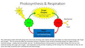 Photosynthesis Respiration Vista Heights 8th Grade Science