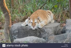 A golden tiger, golden tabby tiger or strawberry tiger is a tiger with a colour variation caused by a recessive gene. Golden Tabby Tiger Stockfotografie Alamy