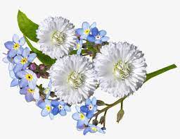 Blue and white flowers png. Daisy White Blue Flowers Blue And White Flowers Png Free Transparent Png Download Pngkey