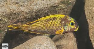A Kushangaza Form Of Tropheus Sp Crescentic Just South Of Halembe Mutant Coloured Individuals Are Rare In This Locality Lake Tanganyika Lake Observation