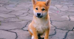 However, the slippage has yet to happen on coinmarketcap. This New Dogecoin And Shiba Inu Knock Off Coin Is Up 1000 Today Dogecoin United States Dollar Doge Benzinga