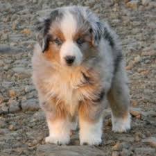 Our litters of asdr mini and toy aussies available for sale. 200 Australian Shepherd Dogs Ideas In 2021 Australian Shepherd Dogs Australian Shepherd Australian Shepherd Puppies