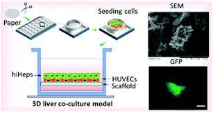 Download or buy, then render or print from the shops or marketplaces. Paper Supported Long Term 3d Liver Co Culture Model For The Assessment Of Hepatotoxic Drugs Toxicology Research Rsc Publishing