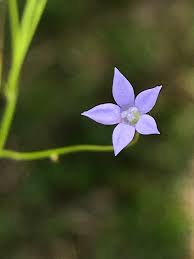 The record derives from wcsp which reports it as an accepted name (record 357325) with original publication details: Capebells Genus Wahlenbergia Inaturalist Ca