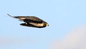 Peregrine falcons are among the world's most common birds of prey and live on all continents except antarctica. Falcon S High Speed Dive Generates Forces Needed To Catch Agile Prey Physics World