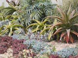 How to water succulent garden plants. 10 Tips For Growing Succulents Outdoors Unusualseeds