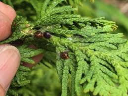 Image result for argyresthia thuiella thuja symptoms