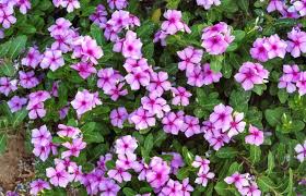 Image result for Catharanthus