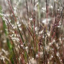 Image result for Geigeria schinzii