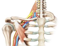 We did not find results for: Brachial Plexus Anatomy Function And Treatment