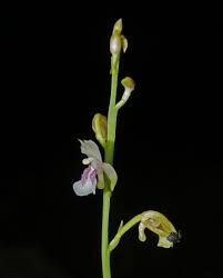 Image result for Oeceoclades maculata