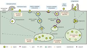 We did not find results for: Frontiers Hijacking Endocytosis And Autophagy In Extracellular Vesicle Communication Where The Inside Meets The Outside Cell And Developmental Biology