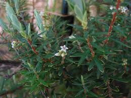 Image result for Aeollanthus suaveolens