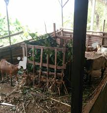 Dapur, bagian pangkal dari pohon bambu, dhapur: Kandang Penggemukan Kambing Aqiqah Amr Semarang