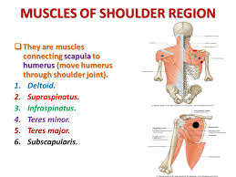 Free and printable shoulder muscle diagrams are available in the following list to help you study and understand the shoulder joint and its muscles. Anatomy Of The Shoulder Region Ppt Download
