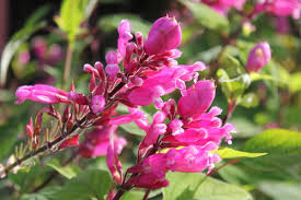 Image result for salvia involucrata bethellii