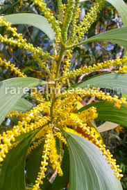 Image result for Acacia auriculiformis