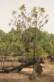 Image result for Terminalia macroptera