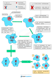 B.sex chromosomes presentation on theme: Cell Division Cie Igcse Biology Revision Notes