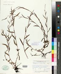 Image result for Persicaria madagascariensis