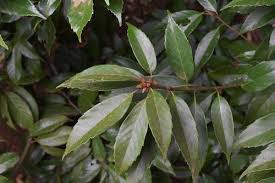 アラカシ 粗樫 庭木図鑑 植木ペディア