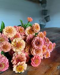 If you want to check muddy acres flower farm's number of followers, engagement rate and other quick instagram stats, read on and find the answers to the most frequently asked questions about muddyacresflowerfarm account. Muddy Acres Flower Farm On Instagram Here At Muddyacresflowerfarm We Grow 3 Different Varieties Of Zinnias The Oklahoma Series The Benary Series And The Qu