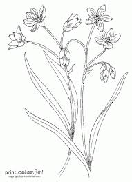 Flowers to print and color. Flowers And Stems Print Color Fun