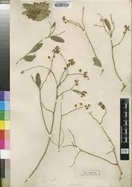 Image result for Securidaca welwitschii