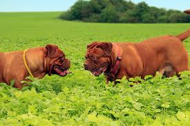 The dogue de bordeaux is a protective and devoted companion that needs a strong leader and early socialization. Dogue De Bordeaux Foto Caratteristiche E Prezzo Della Razza