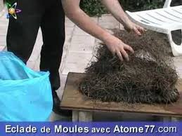 Eclade De Moules Chez Atome77 Manger Avec Baguette Et Beurre Sale Moules Mode De Cuisson Mollusques