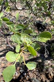 Image result for Commiphora angolensis
