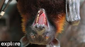 Giant Flying Fox - Lubee Bat Conservancy | Explore.org