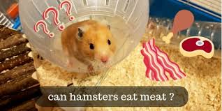 A hamster will feel happy after eating the carrots. Can Hamsters Eat Meat Here S What Your Furry Friend Likes