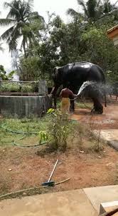 Best animal video, wildlife video, wildlife animal video, elephant funny videos, wild elephants video, funny videos, report. I Don T Need Your Help Funny Animal Videos Funny Animals Elephant Gif