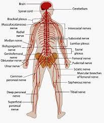 Human Biology Human Nervous System Nervous System Diagram Nervous System Human Nervous System