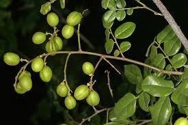 Image result for Dialium