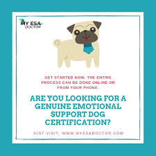 Get Esa Letter Online Emotional Support Animal My Esa Doctor Emotional Support Dog Emotional Support Animal Emotional Support