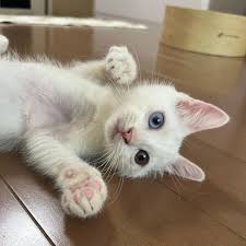 ペットのおうち