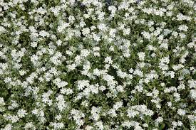 Tra sempreverdi resistenti, piante invernali da esterno in vaso e fiori che durano tutto l'anno, arredare uno spazio verde è abbastanza semplice. Pianta Sempreverde Con Fiori Bianchi