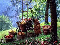 Hello Moment S Pflanzen Obstwiese Herbst