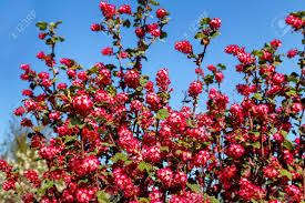 Maybe you would like to learn more about one of these? Spring Flowering Trees And Bushes Pink Color Currant Stock Photo Picture And Royalty Free Image Image 121889249