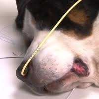 When the discharge is only present in one nasal passage, it can suggest a fungal infection, neoplasia (the presence of abnormal cells), a tooth root abscess, or that there is a foreign object present in the nose. Canine Ng Tube Placement