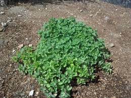 Greek Oregano Flavorful And Pretty Does Not Grow Well From Seed So Look For Plants Ideally Buy In Person So You Can T Perennial Herbs Herbs Planting Herbs