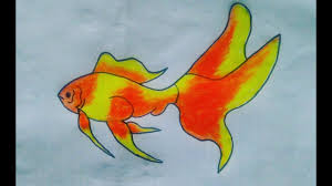 Knowing how to draw a goldfish is very important. Fish Drawing In Pencil Colour